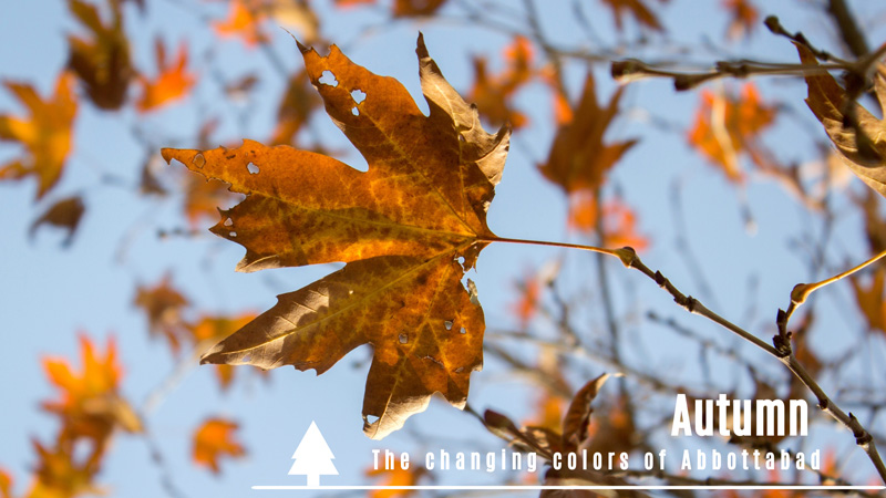Autumn: The changing colors of Abbottabad